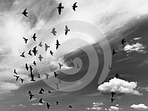 Silhouettes of flying doves in sky with white clouds. Black and white photo.