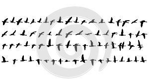 77 Silhouettes of flying Geese photo