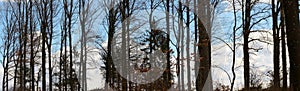 Silhouettes of Forest Trees