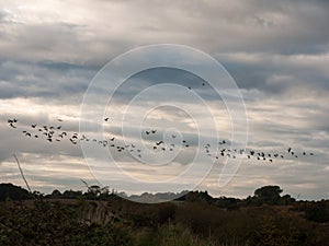 Silhouettes of geese flying above country scene in a line swarm