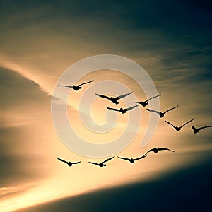 silhouettes of Geese flying in a V-formation across the evening sky