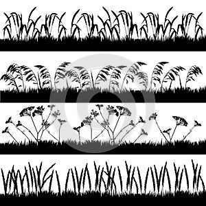 Silhouettes of grass with spikelets and umbelliferous plant photo