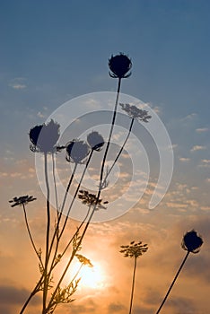 Silhouettes of grass at sunset