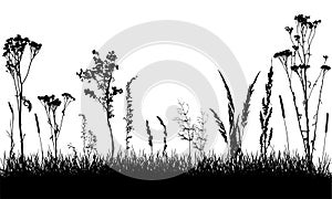 Silhouettes of grass and wild weeds, field. Plants are separated from grass. Vector illustration photo