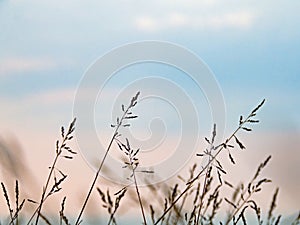 Silhouettes of grasses moving in the wind against the pastel sky at sunset