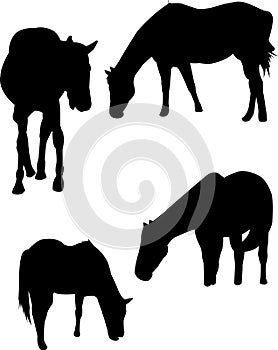 Silhouettes of Grazing Horses