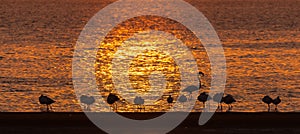 Silhouettes of Greater Flamingos at sunset at Walvis Bay