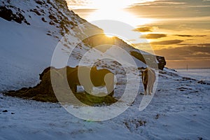 Silhouettes of a herd of Icelandic horses eating grass with the snowy ground at sunset, under a cloudy sky and orange by the first