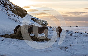 Silhouettes of a herd of Icelandic horses eating grass with the snowy ground at sunset, under a cloudy sky and orange by the first