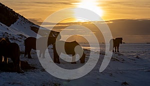 Silhouettes of a herd of Icelandic horses eating grass with the snowy ground at sunset, under a cloudy sky and orange by the first