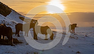 Silhouettes of a herd of Icelandic horses eating grass with the snowy ground at sunset, under a cloudy sky and orange by the first