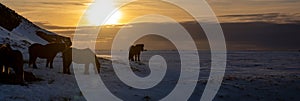 Silhouettes of a herd of Icelandic horses eating grass with the snowy ground at sunset, under a cloudy sky and orange by the first