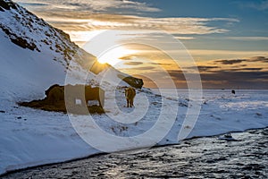 Silhouettes of a herd of Icelandic horses eating pastry with the snowy ground at sunset, under a cloudy sky and orange from the