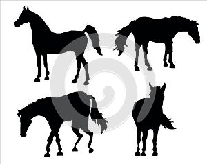 Silhouettes of horses