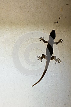 Silhouettes house lizard on the ground glass