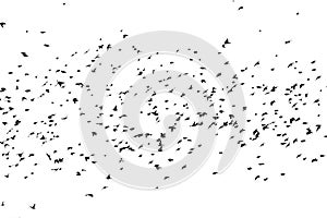 Silhouettes of hundreds of birds on a white background