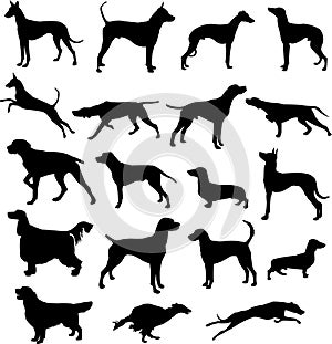 Silhouettes of hunting dogs in point and motion