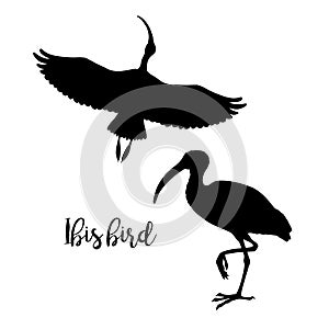 Silhouettes of ibis. Set of icons. Flying and standing bird. Vector illustration.