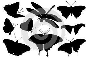 Silhouettes of insects isolated on white background. Vector illustration