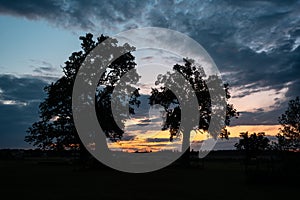 Silhouettes of knotty oak trees against a pink sunset sky