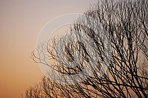 Silhouettes of leafless branches with sunset sky