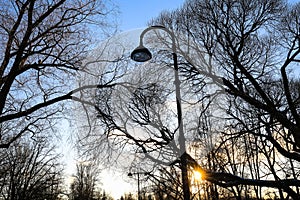 Silhouettes of leafless trees and street light and sun against blue sky on sunset in city park.
