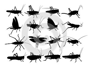 Silhouettes of a locust.