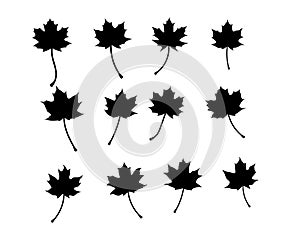 Silhouettes of Maple Leaves on White