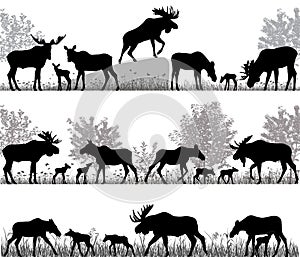 Silhouettes of mooses also named elks and its cubs outdoors photo