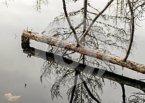 Silhouettes of old dead tree branches in the lake, flooded forest