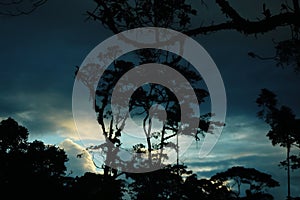 Silhouettes of old jungle tree full with bromelias with a vivid sky in the background