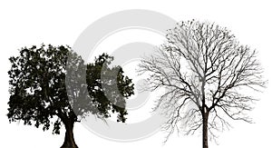 Silhouettes of old tree and dry tree isolated on white background