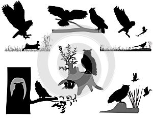 Silhouettes of owls and eagle-owls birds in wildlife and outdoors