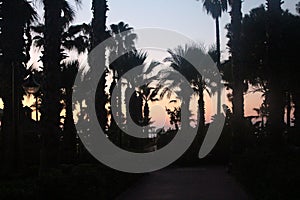 Silhouettes of palm trees against the background of the lightening sky