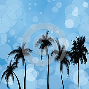 Silhouettes of palm trees against the background of solar patches of light and the sky