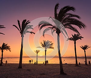 Silhouettes of palm trees against colorful sky at sunset