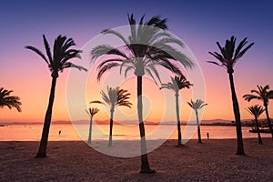 Silhouettes of palm trees against colorful sky at sunset