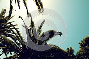Silhouettes of palm trees against the sky during a tropical day