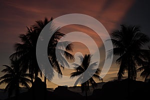 Silhouettes of palm trees during a colorful sunset over Dois Irmaos in Rio de Janeiro