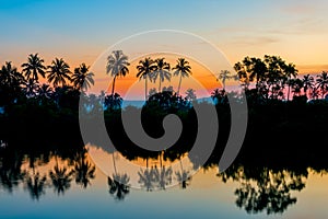 Silhouettes of palm trees at dawn