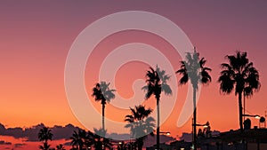 Silhouettes of palm trees at orange and violet sunset sky background, copy space. Tropical resort, summer travel concept