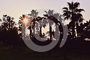 Silhouettes of palm trees during sunset. Photographed against the sun