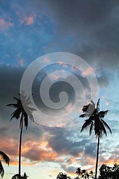 Silhouettes of palm trees at sunset sky