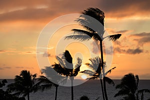 Silhouettes of Palm Trees at Sunset with Sun Sinking Below Ocean