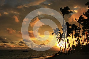 Silhouettes of palm trees on a tropical beach