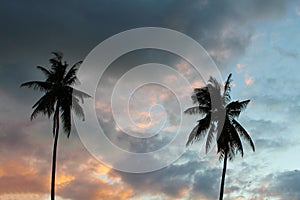 Silhouettes of palm trees on a tropical island, palm trees on a background