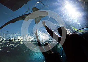 Silhouettes of the people in an aquarium showing on a shark