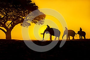 Silhouettes of people and elephants