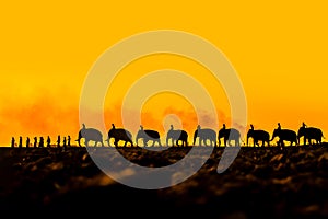 Silhouettes of people and elephants are the way of life of the Surin Thai people.