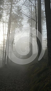 The silhouettes of people in the fog. In the woods.